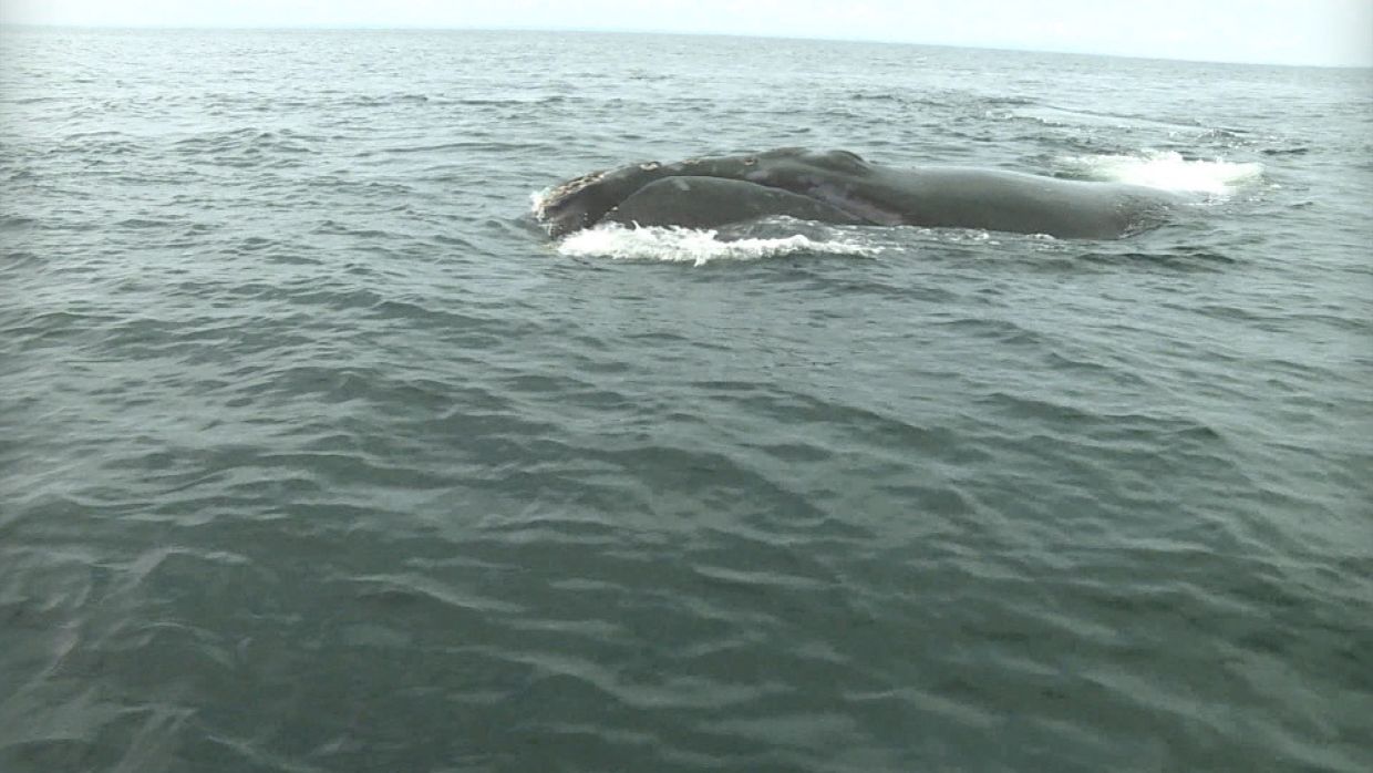 Baleine noire - TVA CIMT CHAU