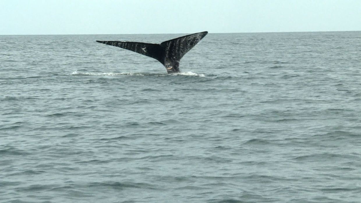 Pêche et baleine noire : un nouvel outil pour la cohabitation - TVA ...