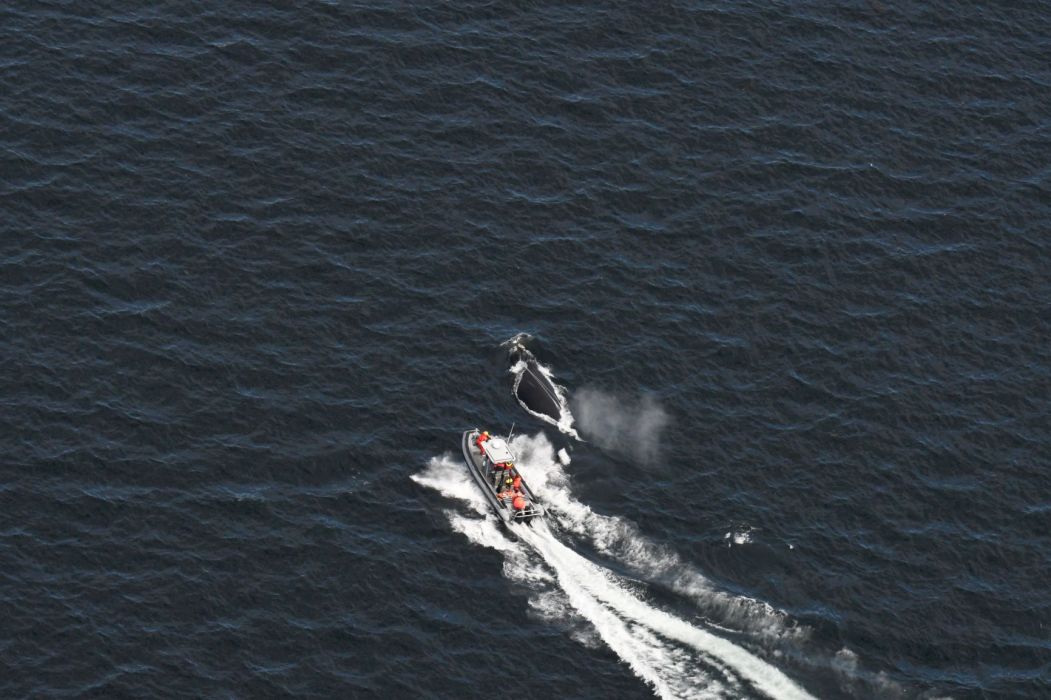 Une équipe de secours enlève un cordage attaché à la bouche d'une baleine noire.