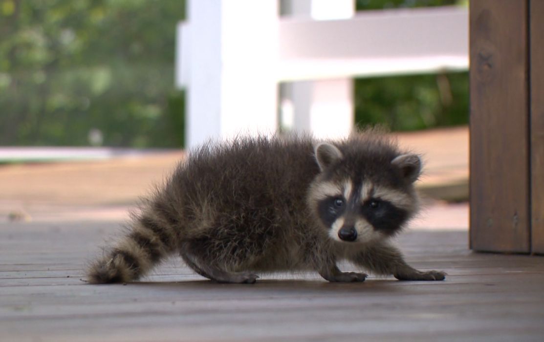 Des Visiteurs Plutot Mignons A L Auberge De La Pointe De Riviere Du Loup Tva Cimt Chau