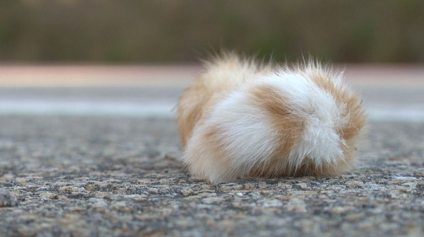 Cruaute Animale Un Chat Retrouve Mort La Queue Arrachee Tva Cimt Chau