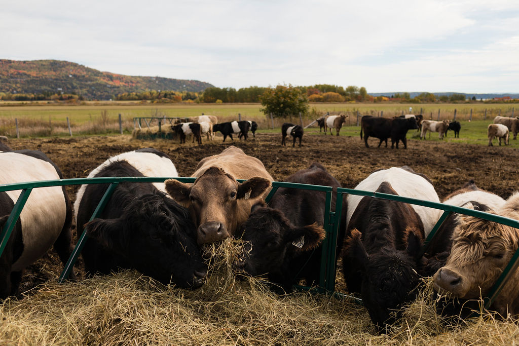 Ferme bovine Charlevoix