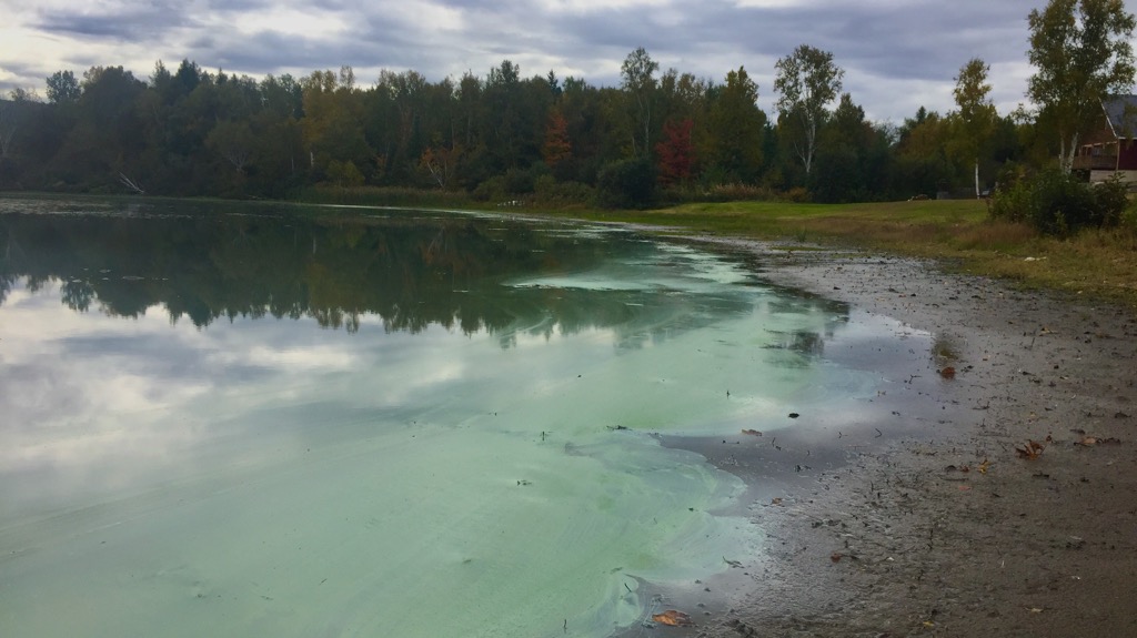 Des algues bleues dans le Lac Baker TVA CIMT CHAU