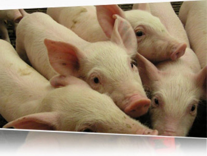 Projet de porcherie biologique à SaintHubertdeRivièreduLoup TVA