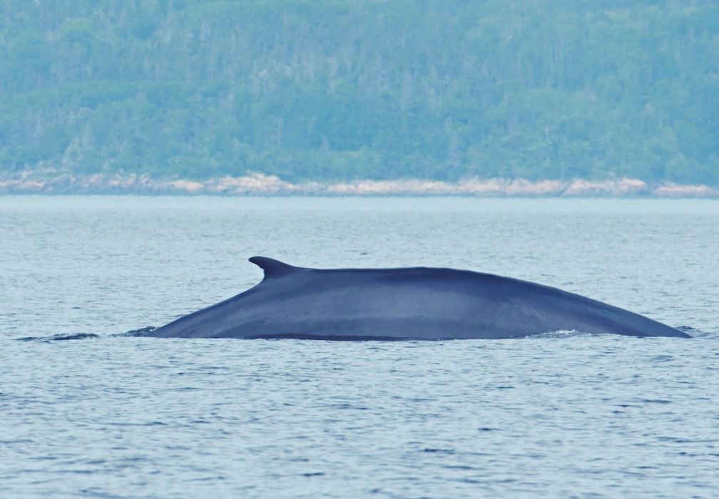 Un rorqual inconnu aperçu aux Bergeronnes - TVA CIMT CHAU