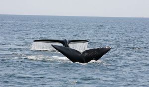 Réseau d’observation de mammifères marins - Baleines