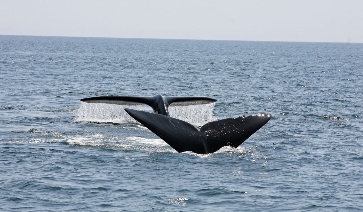 Réseau d’observation de mammifères marins - Baleines