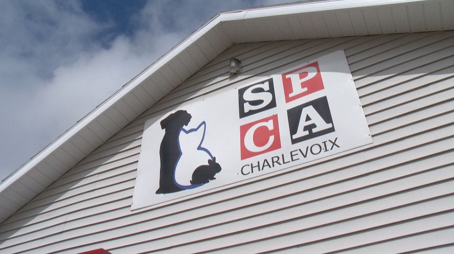 L'espérance de vie du chat – SPCA Charlevoix