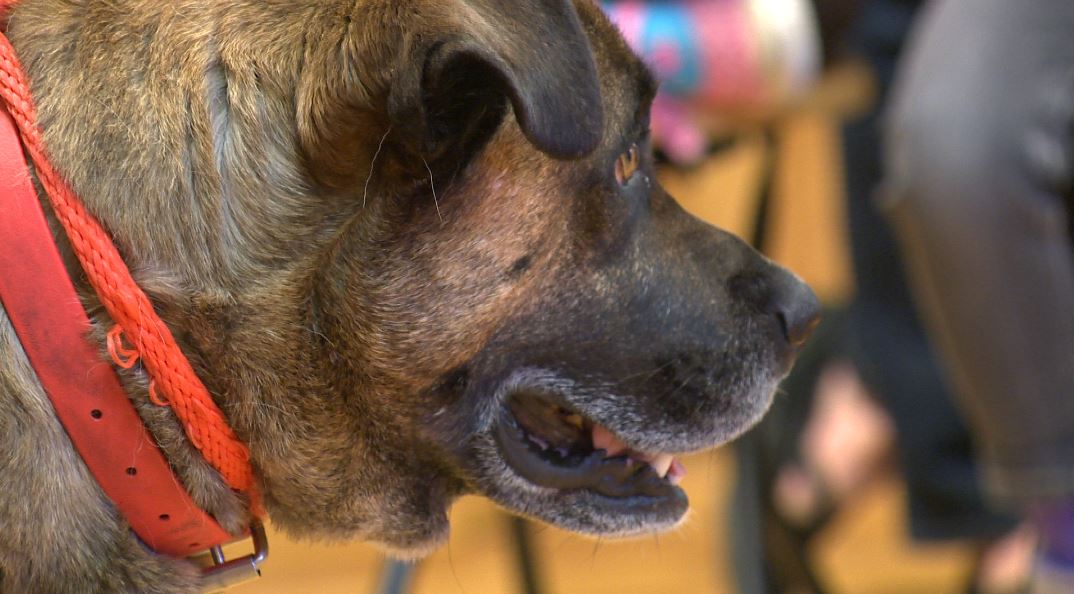 chien attaché TVA CIMT CHAU