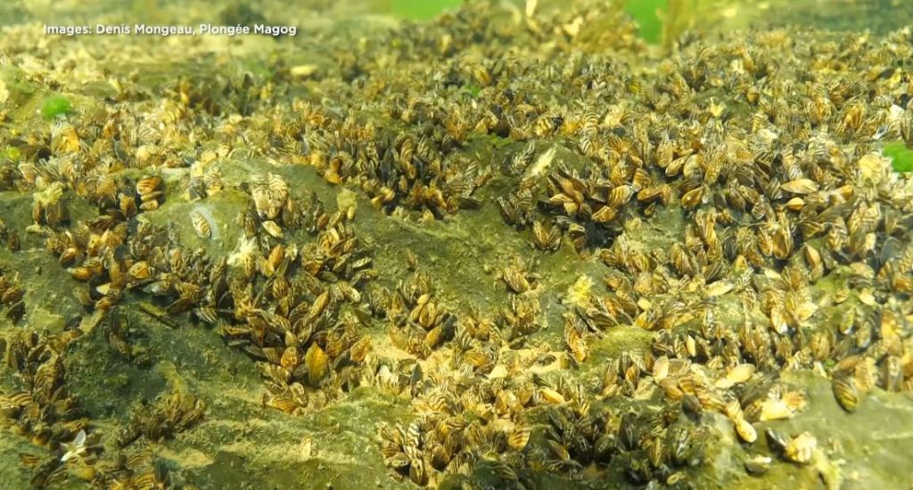 La colonie de moules zébrées, dans le lac Memphrémagog