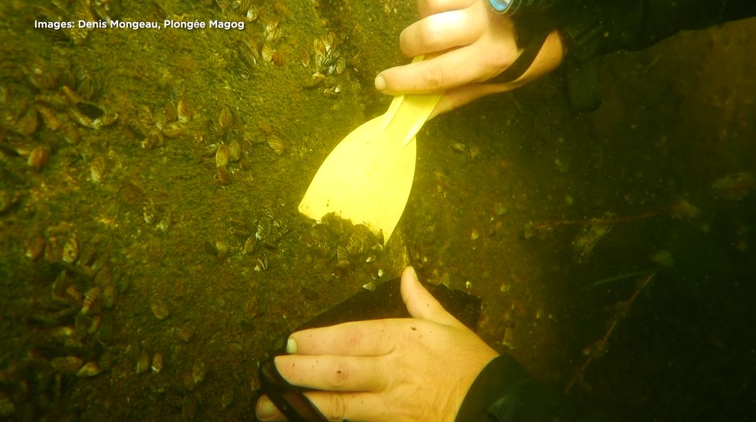 Plongée de retrait de moules zébrées dans le lac Memphrémagog