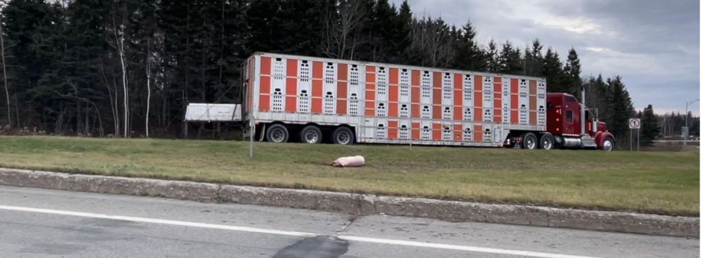 Un Camion Transportant Des Porcs Se Renverse à Saint-Alexandre - TVA ...