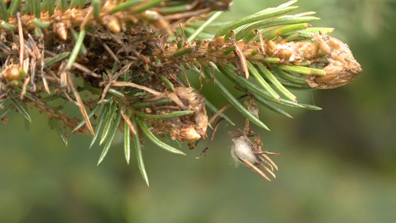 La Lutte à La Tordeuse Des Bourgeons De L’épinette Sur Pause Cet été ...